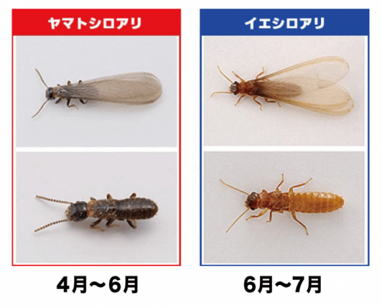 知らないうちに被害が進行 暖かくなってきたらシロアリに注意 ガイソー周南店 住まいの外装リフォーム専門店 知らないうちに被害が進行 暖かくなってきたらシロアリに注意 ガイソー周南店 住まいの外装リフォーム専門店